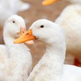 年末年始の発送のお知らせ