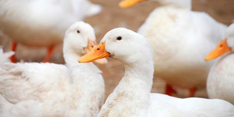 弊社肥育農場における高病原性鳥インフルエンザの発生について