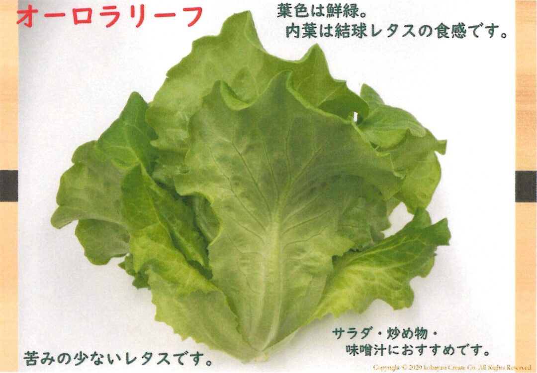 業務用 超新鮮リーフレタス4kg 混さい 複数種類選択可 業務用シリーズ 京鴨