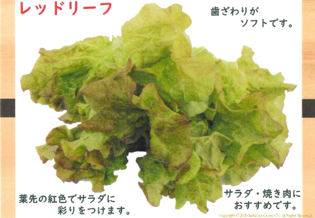 業務用 超新鮮リーフレタス4kg 混さい 複数種類選択可 京鴨 業務用 超新鮮リーフレタス4kg 混さい 複数種類選択可 京鴨