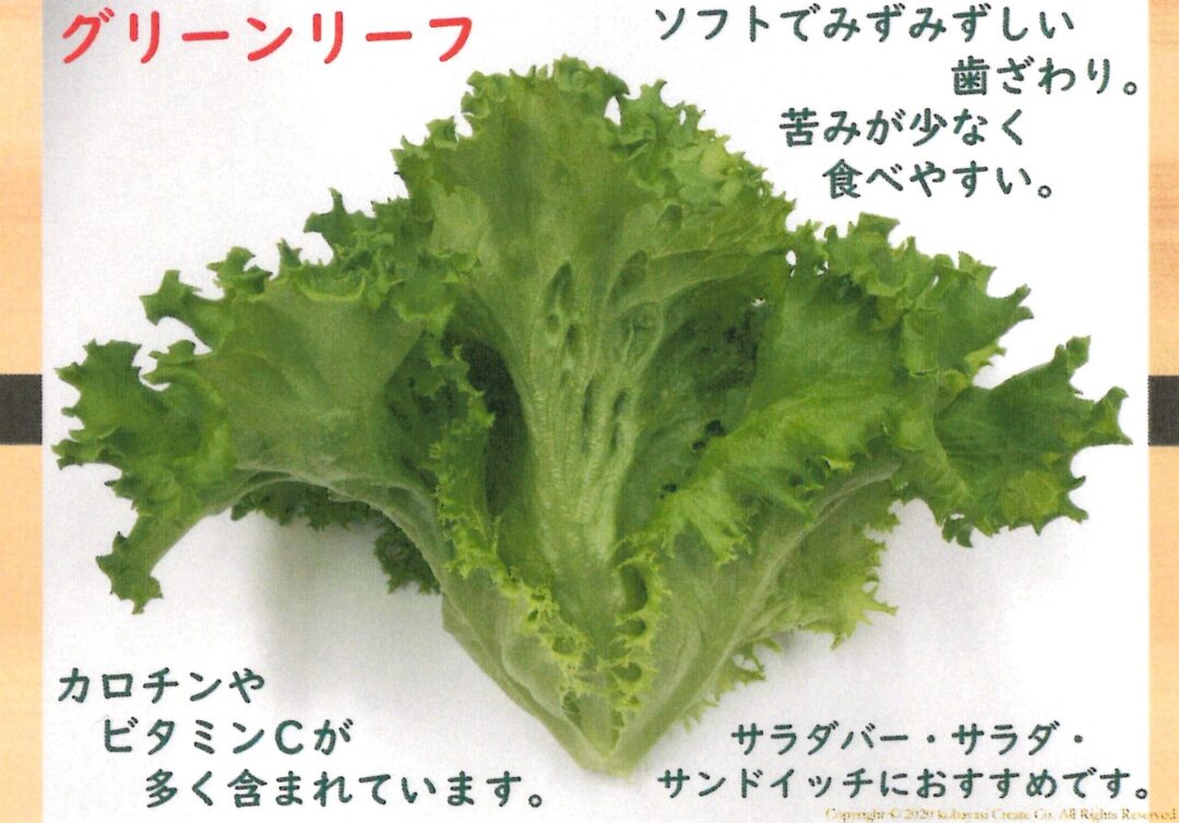 業務用 超新鮮リーフレタス4kg 混さい 複数種類選択可 業務用シリーズ 京鴨