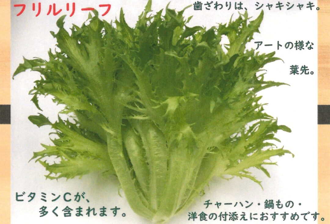 業務用 超新鮮リーフレタス4kg 混さい 複数種類選択可 業務用シリーズ 京鴨