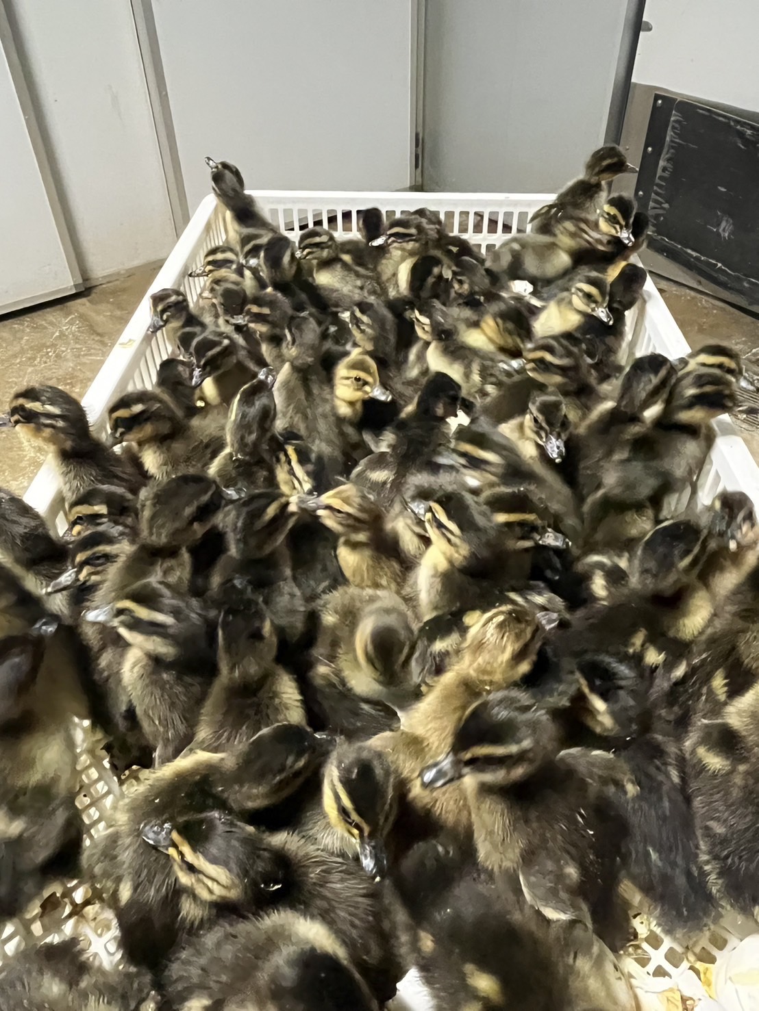 合鴨農法用品種『京茶鴨』販売開始 | お知らせ | 京鴨 | 山城農産株式会社